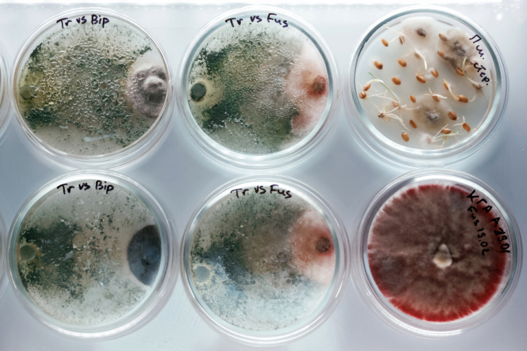 teulikodeleuma-trichoderma-wa-seukeullelotinia-sclerotinia-neun-silheomsil-eseo-teugbyeolhan-dung-geun-yong-gie-neohneunda